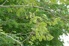 Dalbergia melanoxylon